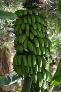 бананы - гордость канар