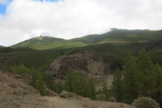 канарский лес