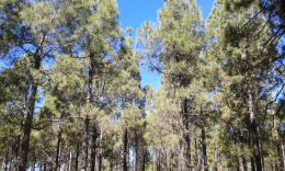 На канарских вершинах декабрь