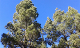 Канарские сосны на голубом небе,жаль, что не возможно передать воздух