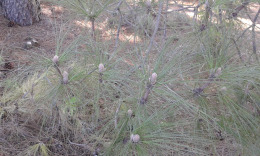 канарская сосна