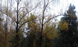 и на канарах бывает осень...