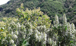 Барранко Серникало-весна