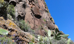 горная растительность