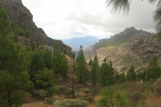 горы, канарские сосны