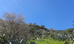 горы цветут...