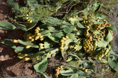 грозди туно