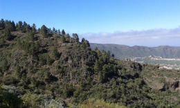 и на камнях растут деревья