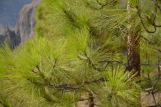 иголки канарской сосны достигают в длину до 32 см