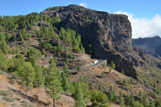 канарские сосны