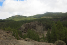 канарский лес