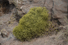 местами растительность совсем скудная