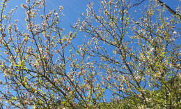 Небо и миндаль