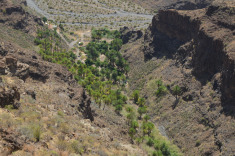 пальмы в барранко