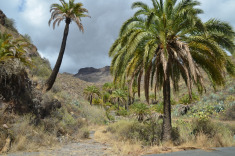 пальмы затерявшиеся в горах