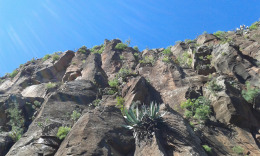 пробиваясь сквозь камни...