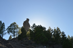 Роке Фрайле смотрящий на сосны