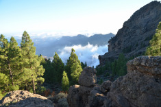 скоро сосны скроются в облаках