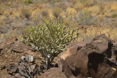 скудная горная растительность