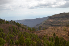 сосны очень украшают горы