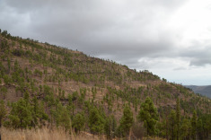 сосны, сосны, сосны...