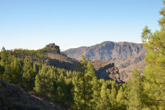 сосны, сосны...