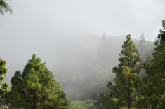 сосны в облаках