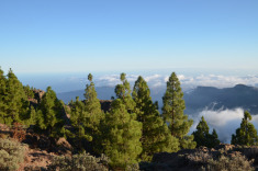совсем не много и облака закроют сосны