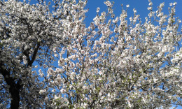 Техеда, миндаль