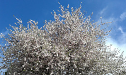 Техеда, цветет миндаль