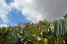 туно и алоэ