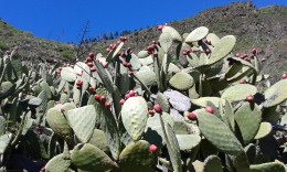 Туно-плод кактуса