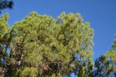 удивительные канарские сосны