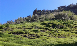 весенняя травка