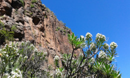 весна пришла в горы