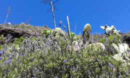 Весна.Барранко Серникало