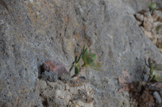 вылез посмотреть на красоту