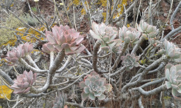 Лас Палмас. Ботанический сад