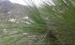 Лас Палмас. Ботанический сад