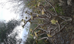 Лас Палмас. Ботанический сад