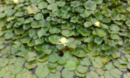 Лас Палмас. Ботанический сад