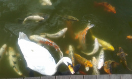 парк Дорамас