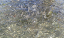 Плаж Лас Кантерас