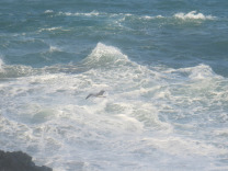 Атлантический океан