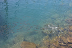 чистейшая вода