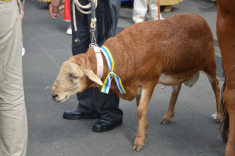 7 сентября. Терор. Праздник Нуестра Сеньора дель Пино
