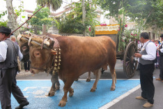 Август. Праздник в Санта Бригита