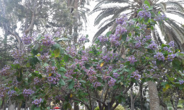 Лас Палмас ,парк Дорамас