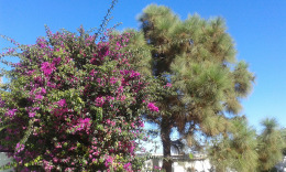 канарская флора