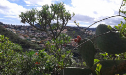 зеленый север Гран Канарии